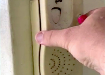 Telefonun içinden onlarca hamam böceği çıkınca şok oldu