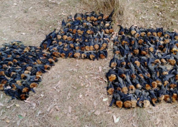 Aşırı sıcaklar, Yarasaların ölümüne neden oldu