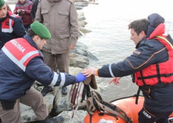 Meriç’te yine facia: Bot parçalandı,  minik yavru can verdi