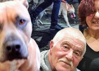 Melbourne’de köpek vahşeti: Sahibinin biri öldü, biri ağır yaralı