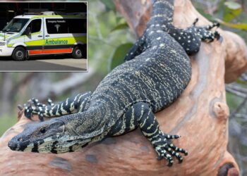 Queensland’de yaşlı çift kertenkele saldırısında yaralandı