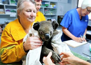 Sydney’in kuzeyine kadar ulaştı: Yangında 3 kişi hayatını kaybederken, 340’dan fazla Koala telef oldu