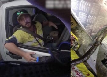 Polis şok oldu: Queensland’da seyir halindeki sürücüye yılan saldırısı!