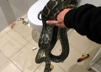 Gece pencereden eve giren dev piton ortalığı karıştırdı