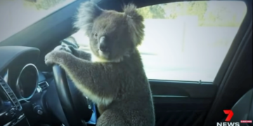 Koala önce zincirleme kazaya neden oldu sonra direksiyona  geçti
