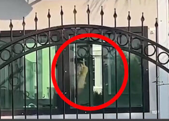 Osmaniye’de 14 kişi darp edildi:AKP rejiminin polisinden Furkan Vakfı Gönüllüsü bayanlarına ahlaksız hareket