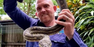 Büyük şok; Queensland’de dünyanın en ölümcül ikinci yılanı