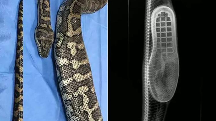 Brisbane’da piton terlik yuttu, kurtulması için ameliyat edildi