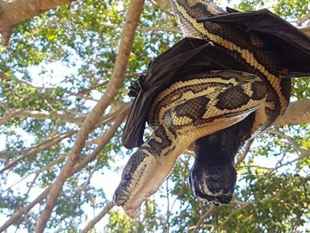 Brisbane’de yılanla yarasanın tüyler ürperten mücadelesi