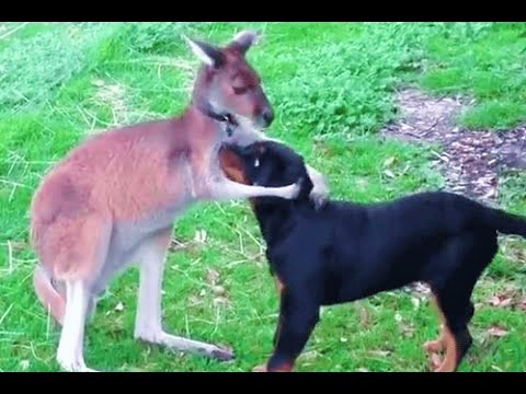 Köpeği kurtarmak için kanguruya atılan yumruk, izleme rekoru kırdı