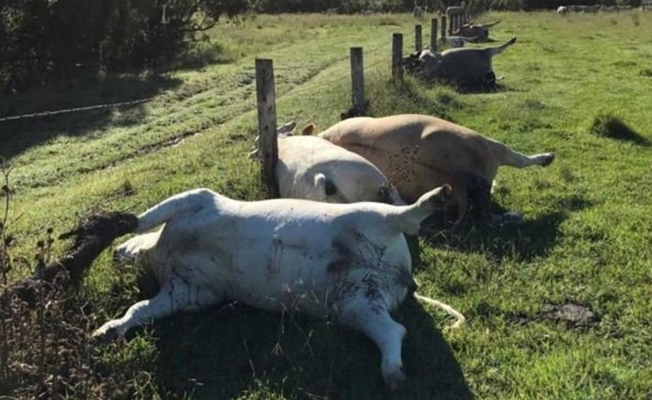 Queensland’de bir çiftlikte şok görüntü