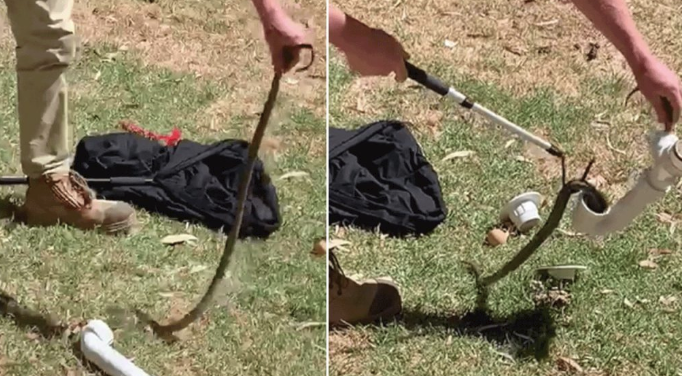 Queensland’de sel suları, timsah ve yılanları evlerin önüne sürükledi