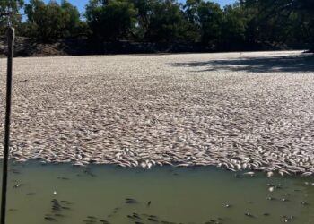 Darling Nehri’nde yüz binlerce ölü balık bulundu: Hükümet sebebini araştırıyor