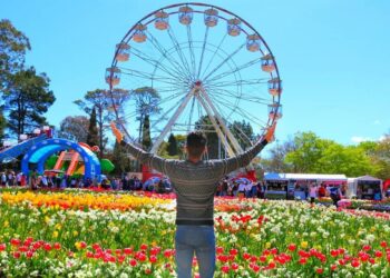 Başkent Kanberra’da Kanola tarlaları sarıya boyandı:Lale festivaline ise büyük ilgi