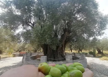 Dünyanın meyve veren en yaşlı ağacı: Manisa Kırkağaç’da bulunan zeytin ağacı