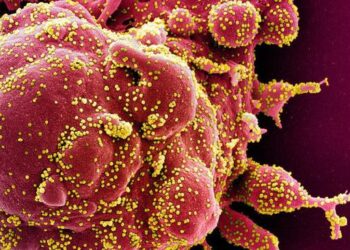 Avustralyalı Bilim insanları, yapay zeka desteğiyle 162 bin virüs türü keşfetti