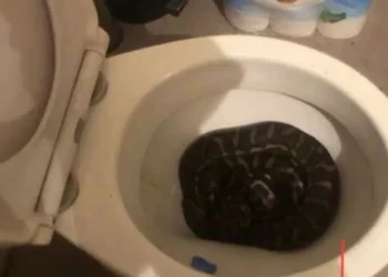 Queensland’de evin klozetinden piton yılan çıktı
