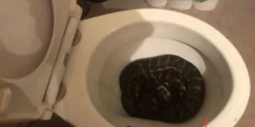 Queensland’de evin klozetinden piton yılan çıktı